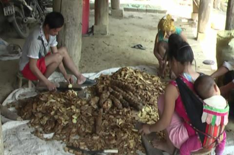 Thương l&aacute;i nước ngo&agrave;i thu mua c&acirc;y dương xỉ rồi 'bỏ bom' người d&acirc;n