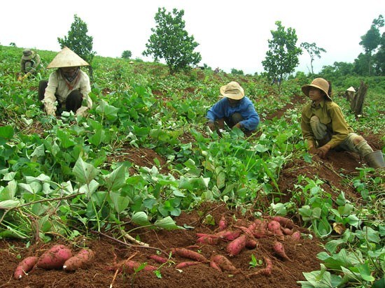 Thương l&aacute;i Trung Quốc thu mua l&aacute; khoai lang