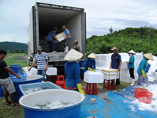 Đ&atilde; chấm dứt nạn thu mua t&ocirc;m s&uacute; của thương l&aacute;i Trung Quốc