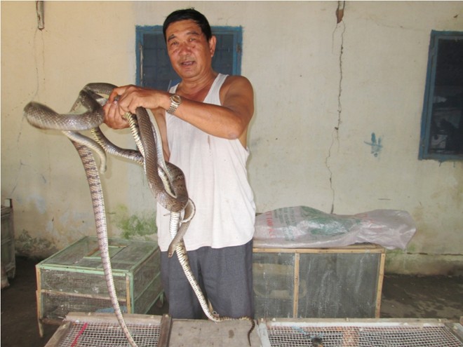 Cả trang trại rắn của n&ocirc;ng d&acirc;n miền T&acirc;y hiện kh&ocirc;ng biết 