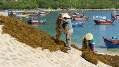 Rong mơ của người d&acirc;n Kh&aacute;nh H&ograve;a cũng phải đắp đống do Trung Quốc ngừng mua