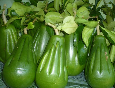 Lứa bưởi &ldquo;B&agrave;n tay Phật&rdquo; đầu ti&ecirc;n được thu hoạch
