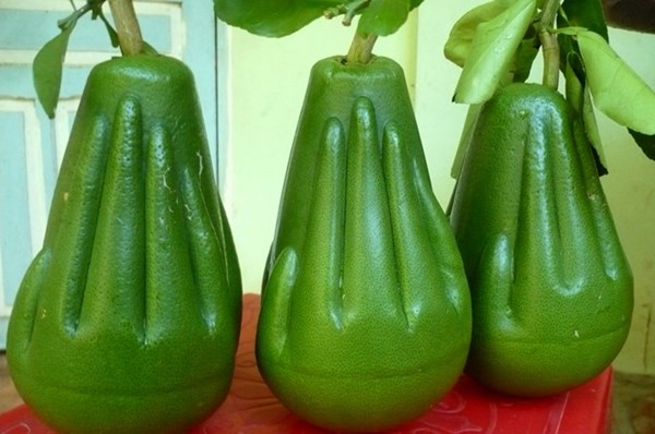 &lsquo;Si&ecirc;u phẩm&rsquo; bưởi &ldquo;B&agrave;n tay Phật&rdquo; lần đầu ti&ecirc;n xuất hiện tr&ecirc;n thị trường