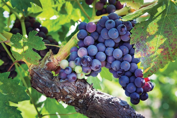 Loại nho v&ugrave;ng Burgundy
