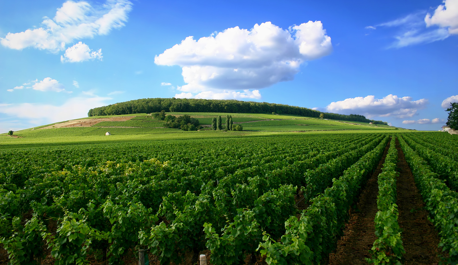 V&ugrave;ng Languedoc 