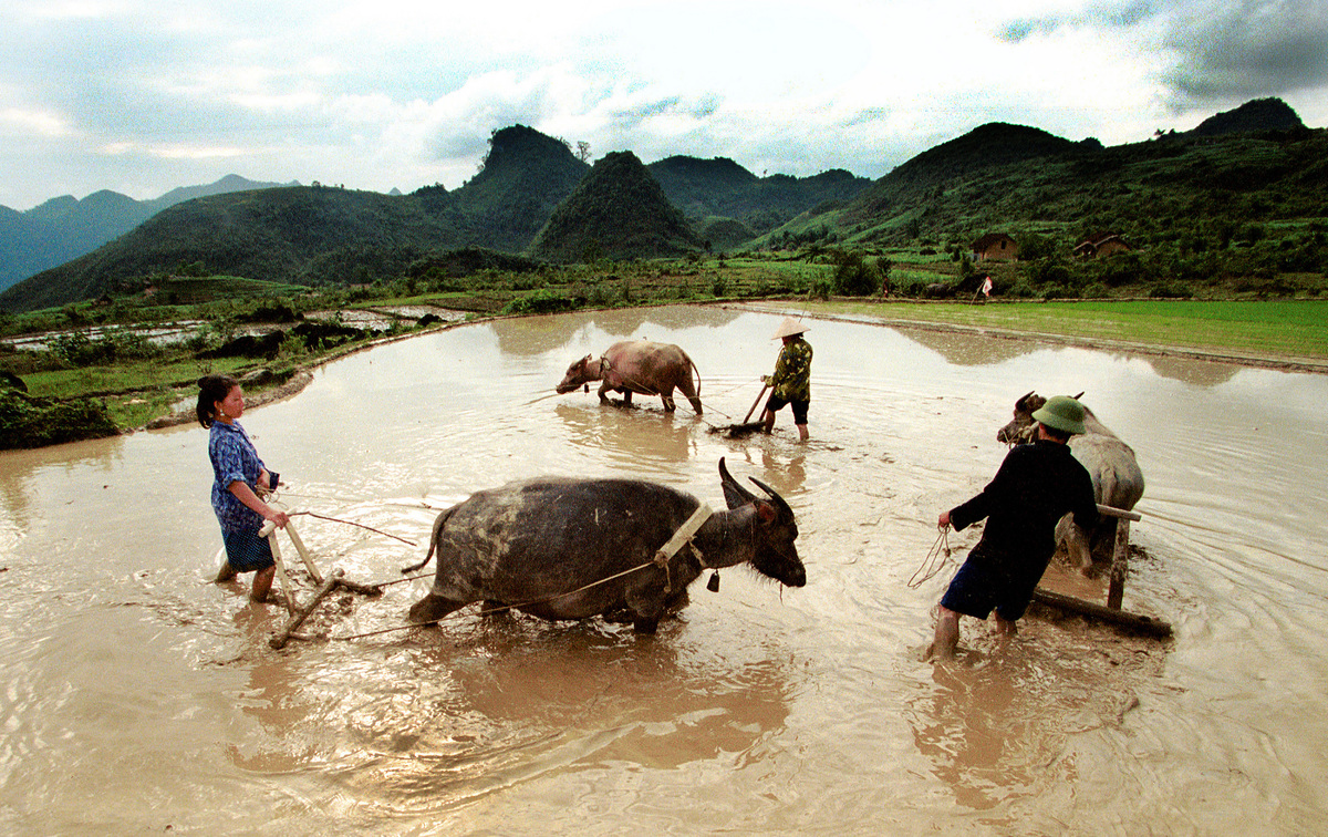 nongdanhagiang