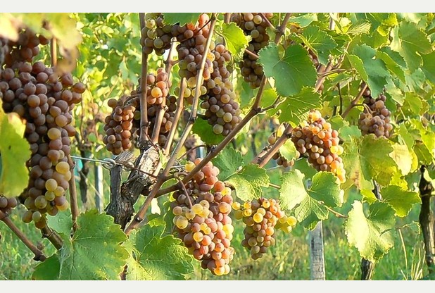 Thung lũng Loire