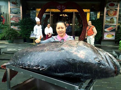 Con thủy qu&aacute;i c&aacute; m&uacute; khổng lồ bị ngư d&acirc;n Trung Quốc bắt được