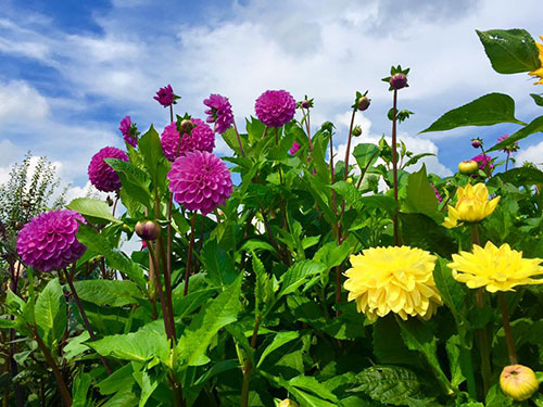 Ngoài ra còn có các loài hoa đua nhau khoe sắc.