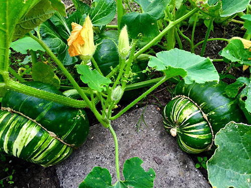 Các quả bí đỏ chen chúc nhau nằm ngoài vườn.