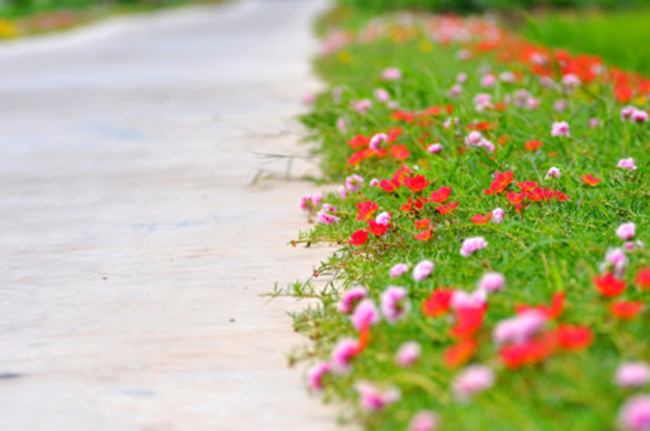 Hoa mười giờ còn được gọi là hoa đồng hồ vì chỉ nở vào những giờ nhất định trong ngày. Ảnh: Trần Kháng/ Gia đình Việt Nam