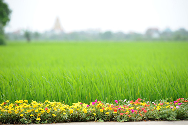 Nhiều phượt thủ bắt đầu tìm đến đây để chiêm ngưỡng tận mắt vẻ đẹp của hoa. Ảnh: Dương Triều/ Vnexpress