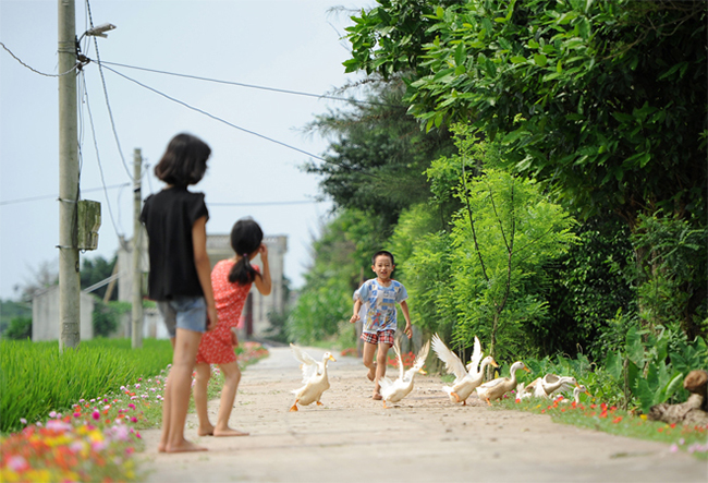 Vẻ đẹp yên bình của miền quê Nam Định ghi đậm dấu ấn đối với bất cứ ai. Ảnh: Dương Triều/ Vnexpress