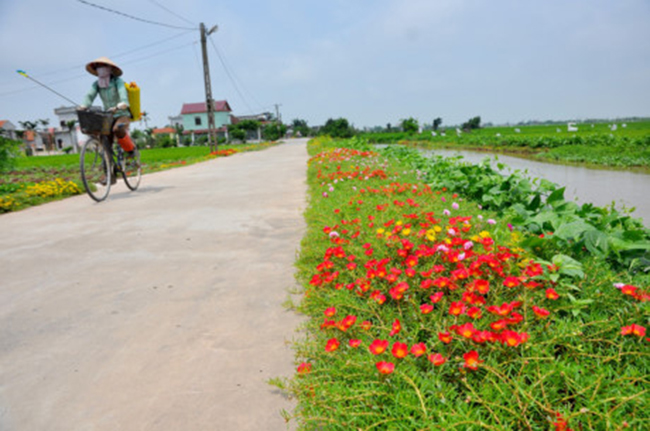 Hoa mười giờ là loại hoa thuộc họ rau sam, cây thân thảo mọc hoang và trồng làm cảnh nhờ có hoa đẹp. Ảnh: Trần Kháng/ Gia đình Việt Nam