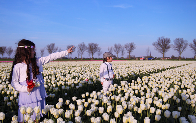 Chị Lips Phạm chia sẻ, xung quanh làng nơi chị sống có 100 ruộng hoa Tulip đủ các màu , các loại đơn kép xa tít tắp