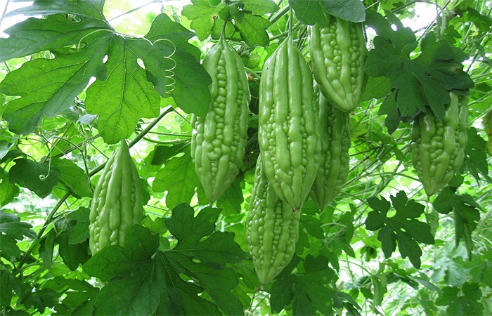 Mướp đắng: Những quả to, màu xanh đậm, da láng bóng, thân phình to được hái từ cây bón nhiều đạm chất kích thích sinh trưởng. Bạn nên chọn quả vừa phải, mặt vỏ có nhiều gân nhỏ li ti 