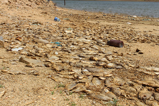 Ông Nguyễn Công Chiến (44 tuổi) cho biết, đầu năm 2016, nhóm hộ các ông tiếp tục trúng thầu nuôi cá trên hồ này, đầu tư số tiền 340 triệu đồng với hợp đồng 5 năm. Từ tháng 1 đến 3.2016, đã có 3 đợt thả cá giống với tổng số lượng gần 130 nghìn con, chi phí hơn 90 triệu đồng. Ảnh: báo Quảng Nam.