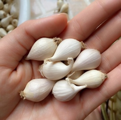 tỏi c&ocirc; đơn l&yacute; sơn