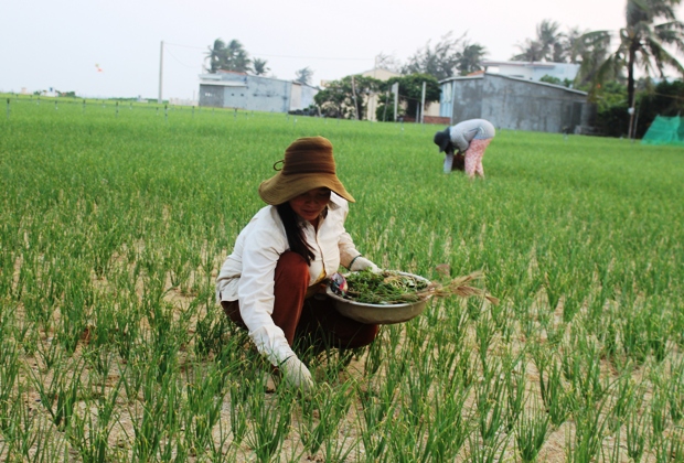 Tỏi L&yacute; Sơn 