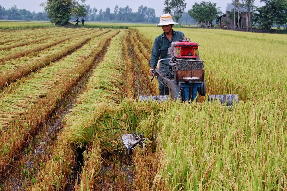 Năng suất l&uacute;a tại tỉnh Tiền Giang đ&atilde; đạt mức cao nhất trong v&ograve;ng 5 năm trở lại đ&acirc;y