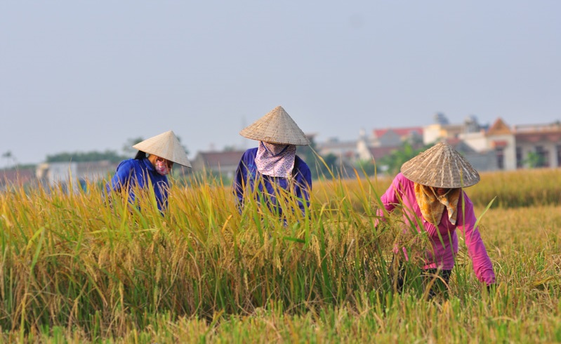 Thay vì bị đốt bỏ, gốc rạ được xử lý thành phân bón giúp bà con nông dân tiết kiệm chi phí, tăng năng suất chất lượng cây trồng Thay vì bị đốt bỏ, gốc rạ được xử lý thành phân bón giúp bà con nông dân tiết kiệm chi phí, tăng năng suất chất lượng cây trồng