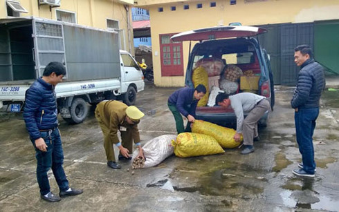 Ti&ecirc;u hủy 420kg s&ograve; l&ocirc;ng kh&ocirc;ng r&otilde; nguồn gốc su&yacute;t &lsquo;tuồn&rsquo; ra thị trường