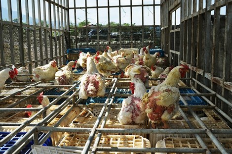 G&agrave; nhập lậu bị t&oacute;m gọn v&agrave; ti&ecirc;u hủy khi đang tr&ecirc;n đường ti&ecirc;u thụ ở Việt Nam v&agrave;o tết Nguy&ecirc;n Đ&aacute;n