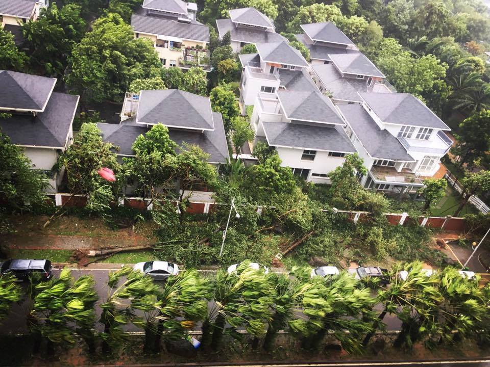 ió cực mạnh khiến nhiều tuyến đường nhỏ trong Ecopark cây bị đổ.