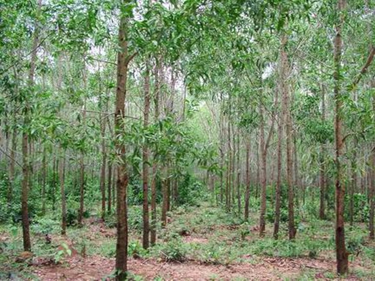 Tin tức ph&aacute;p luật mới nhất trong thảm &aacute;n rừng ch&agrave;m, đ&atilde; bắt được 2 nghi can giết người trộm x&aacute;c