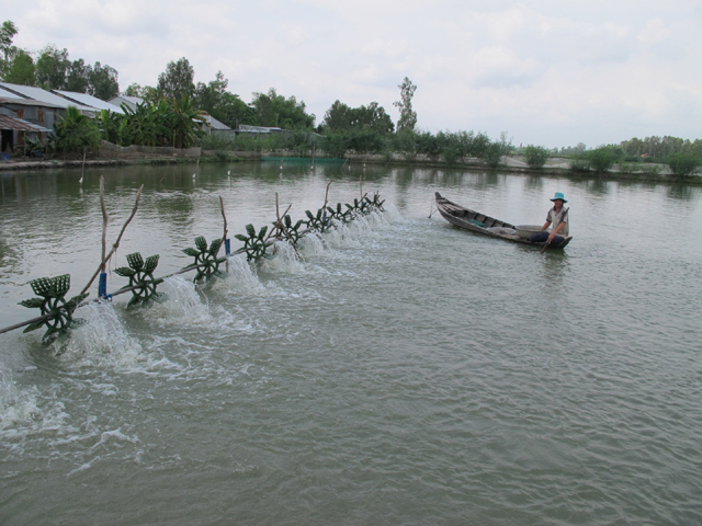 Nu&ocirc;i t&ocirc;m to&agrave;n đực sử dụng c&ocirc;ng nghệ cao tại x&atilde; Vĩnh Thạnh Trung (Ch&acirc;u Ph&uacute;, An Giang)