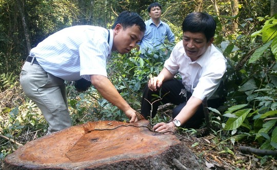 Một c&acirc;y lim xanh vừa bị đốn hạ tại Khu Bảo tồn thi&ecirc;n nhi&ecirc;n rừng sến Tam Quy 