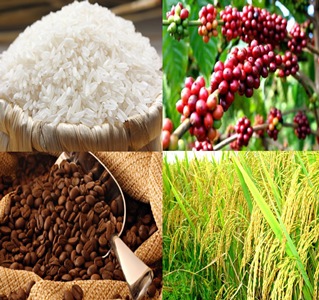 Tin tức mới cập nhật h&ocirc;m nay cho biết hơn ơn 5,2 ng&agrave;n tỷ được t&agrave;i trợ để đổi mới ng&agrave;nh l&uacute;a gạo v&agrave; c&agrave; ph&ecirc; tại Việt Nam
