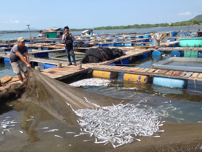 Tin tức mới cập nhật hôm nay cho biết người dân đổ hàng trăm ký cá chết trước cổng công ty chế biến hải sản Tin tức mới cập nhật hôm nay cho biết người dân đổ hàng trăm ký cá chết trước cổng công ty chế biến hải sản