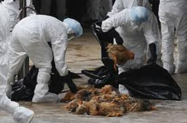 Ph&aacute;t hiện ổ dịch c&uacute;m A/H5N6 tại Quảng Ng&atilde;i