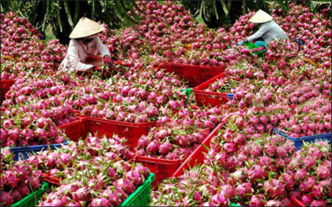 Tr&aacute;i c&acirc;y Việt Nam đ&aacute;p ứng ti&ecirc;u chuẩn của nhiều thị trường lớn