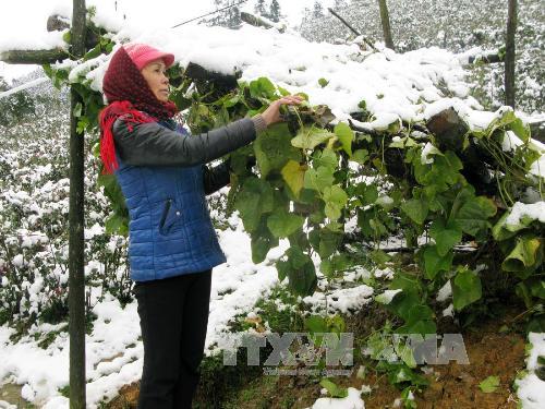 Tin tức mới cập nhật: Tuyết đ&atilde; tan tại Sa Pa, hoa m&agrave;u gia s&uacute;c kh&ocirc;ng thiệt hại