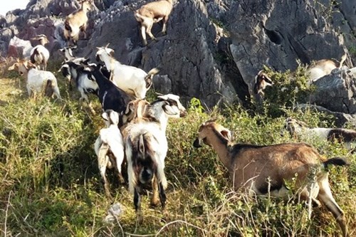 Tin tức mới cập nhật: D&ecirc; cấp cho c&aacute;c hộ ngh&egrave;o 'v&agrave;o nhầm' nh&agrave; B&iacute; thư huyện