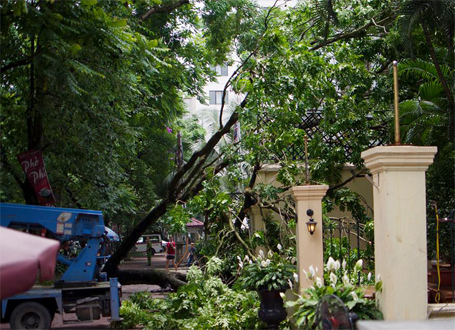 Một c&agrave;nh c&acirc;y x&agrave; cừ kh&aacute; d&agrave;i c&oacute; đường k&iacute;nh đoạn to nhất khoảng 30cm đ&atilde; bất ngờ g&atilde;y, rơi v&agrave;o một nh&agrave; h&agrave;ng, theo tin tức mới cập nhật 