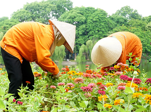 H&agrave; Nội đ&atilde; sang thu, nhưng vẫn n&oacute;ng như m&ugrave;a h&egrave; khiến c&aacute;c c&ocirc;ng nh&acirc;n trồng hoa chuẩn bị cho ng&agrave;y Quốc kh&aacute;nh th&ecirc;m phần vất vả