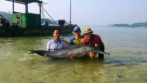 C&aacute; heo ước chừng 50kg được ngư d&acirc;n thả về biển