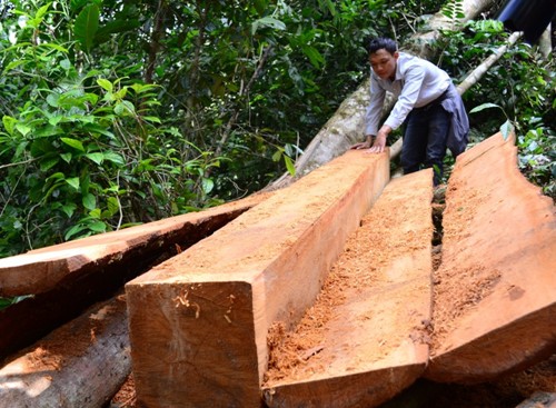 Theo tin tức mới cập nhật, chủ tịch x&atilde; bị đ&igrave;nh chỉ c&ocirc;ng t&aacute;c v&igrave; để mất rừng 