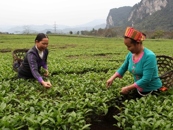 Hơn 51.000 hộ gia đ&igrave;nh thanh ni&ecirc;n xung phong được vay vốn ưu đ&atilde;i