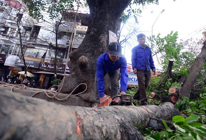 tin tức mới cập nhật 24h ng&agrave;y 27/03/2015 đề cập đến vấn đề chuy&ecirc;n gia l&ecirc;n tiếng vụ chặt c&acirc;y xanh H&agrave; Nội bị nhắc nhở