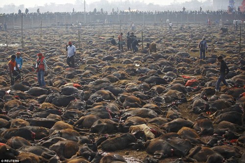 H&agrave;ng trăm ngh&igrave;n con tr&acirc;u bị giết mổ tại c&aacute;nh đồng chết ch&oacute;c ở Nepal