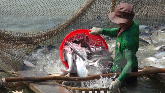 Thu hoạch c&aacute; tra ở An Giang
