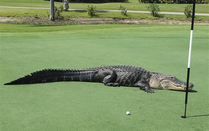 Một ch&uacute; c&aacute; sấu khổng lồ đ&atilde; b&ograve; l&ecirc;n s&acirc;n golf ở Englewood, bang Florida, Mỹ