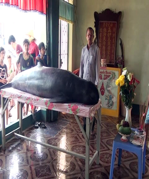 Tin tức mới nhất, con c&aacute; voi 250kg mắc lưới l&agrave; lo&agrave;i c&aacute; &Ocirc;ng theo t&iacute;n ngưỡng t&acirc;m linh được c&uacute;ng lễ