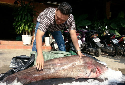 Tin tức mới nhất con c&aacute; leo n&agrave;y thuộc h&agrave;ng khủng v&agrave; hiếm v&igrave; th&ocirc;ng thường d&ograve;ng n&agrave;y chỉ nặng 2-3kg