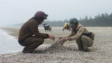 T&igrave;nh trạng &ocirc; nhiễm m&ocirc;i trường đ&aacute;ng b&aacute;o động ở b&atilde;i biển H&agrave; Tĩnh do c&oacute; h&agrave;ng tấn ngao, s&ograve; chết dạt v&agrave;o