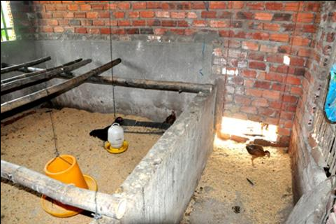 Tin tức mới nhất về vụ g&agrave; lạc nh&agrave; c&aacute;n bộ, trong ng&agrave;y 13/3, sẽ c&oacute; kết luận về số g&agrave; n&agrave;y đang ở đ&acirc;u